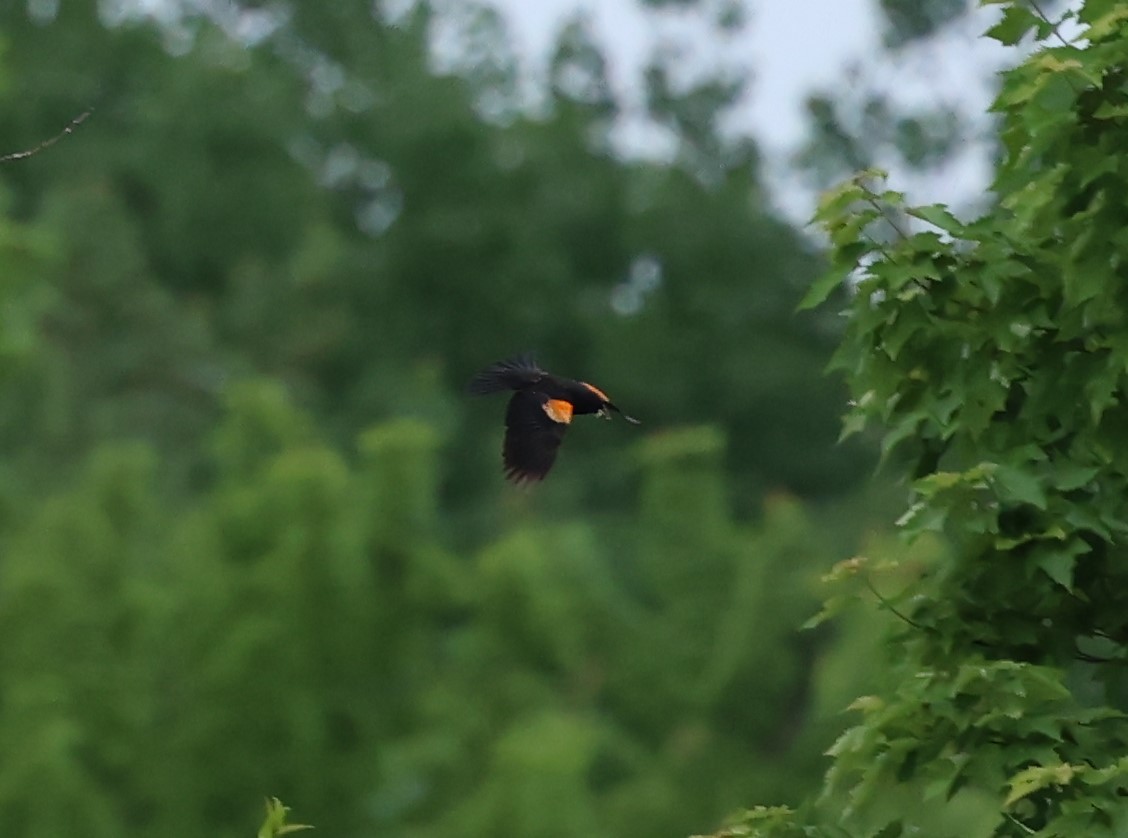 Red-winged Blackbird - ML620317378