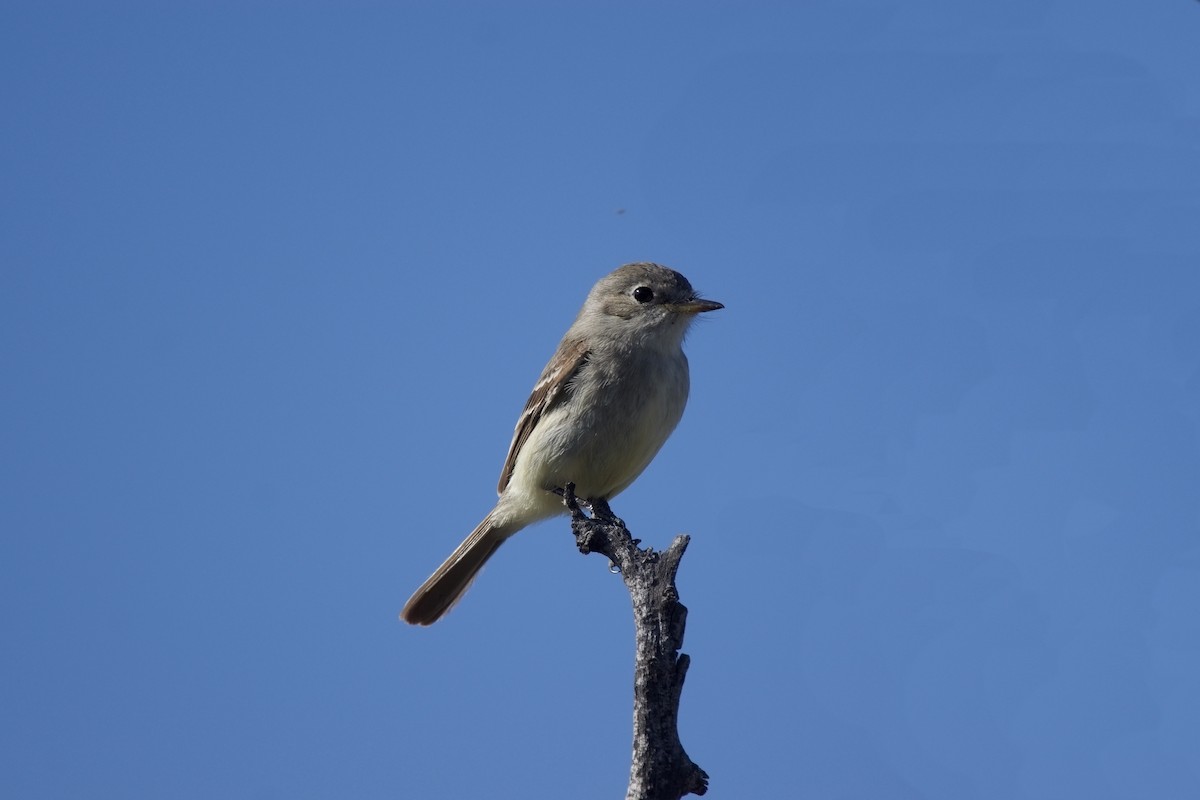 Gray Flycatcher - ML620317379