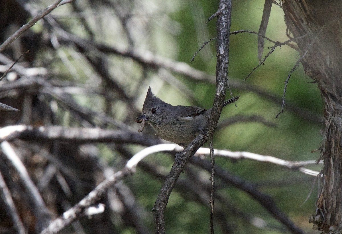 Juniper Titmouse - ML620317386