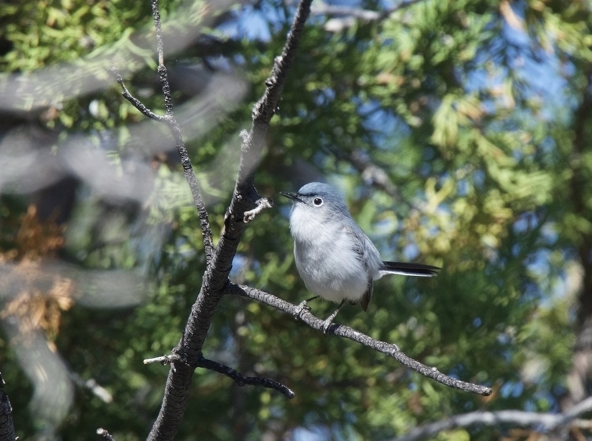 Gobemoucheron gris-bleu - ML620317391