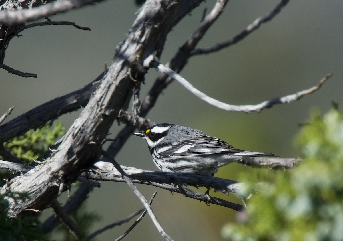 Black-throated Gray Warbler - ML620317395