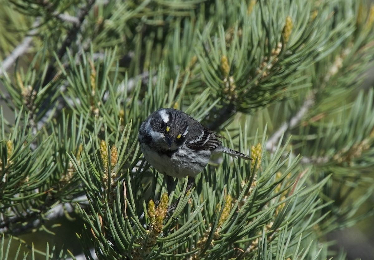 Black-throated Gray Warbler - ML620317397