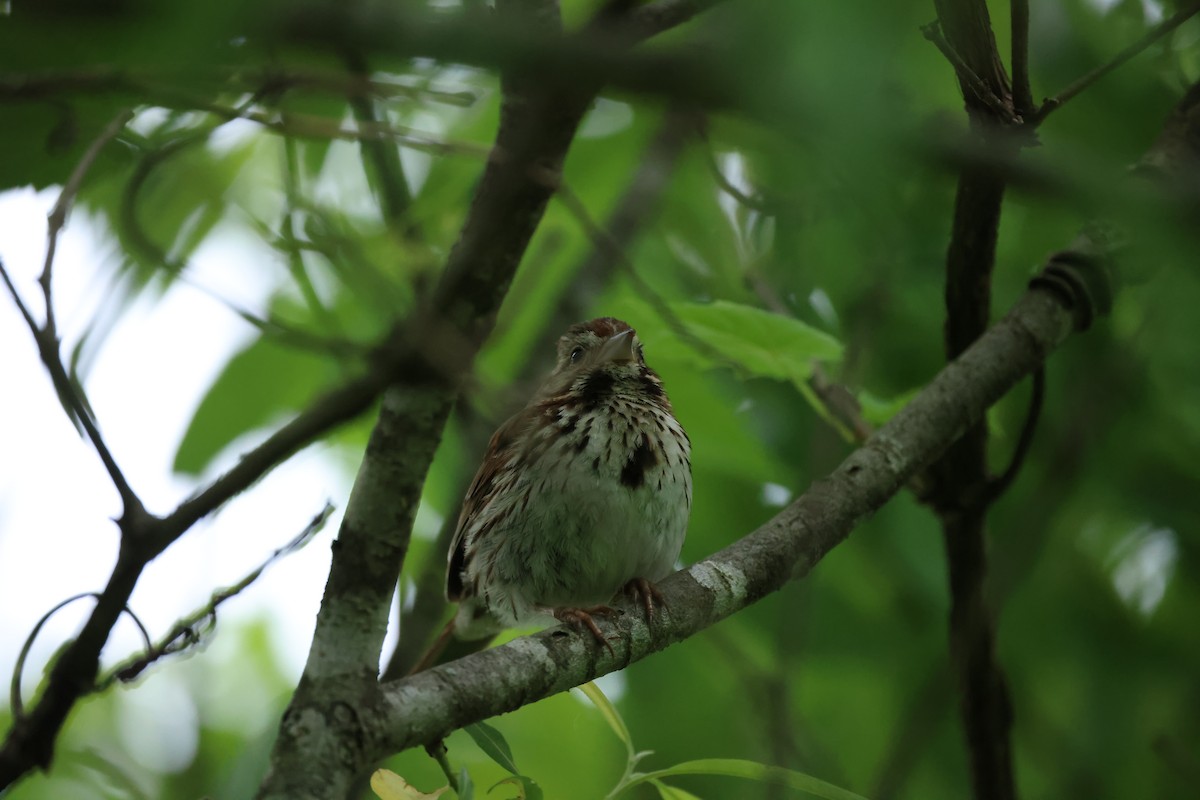 Song Sparrow - ML620317412