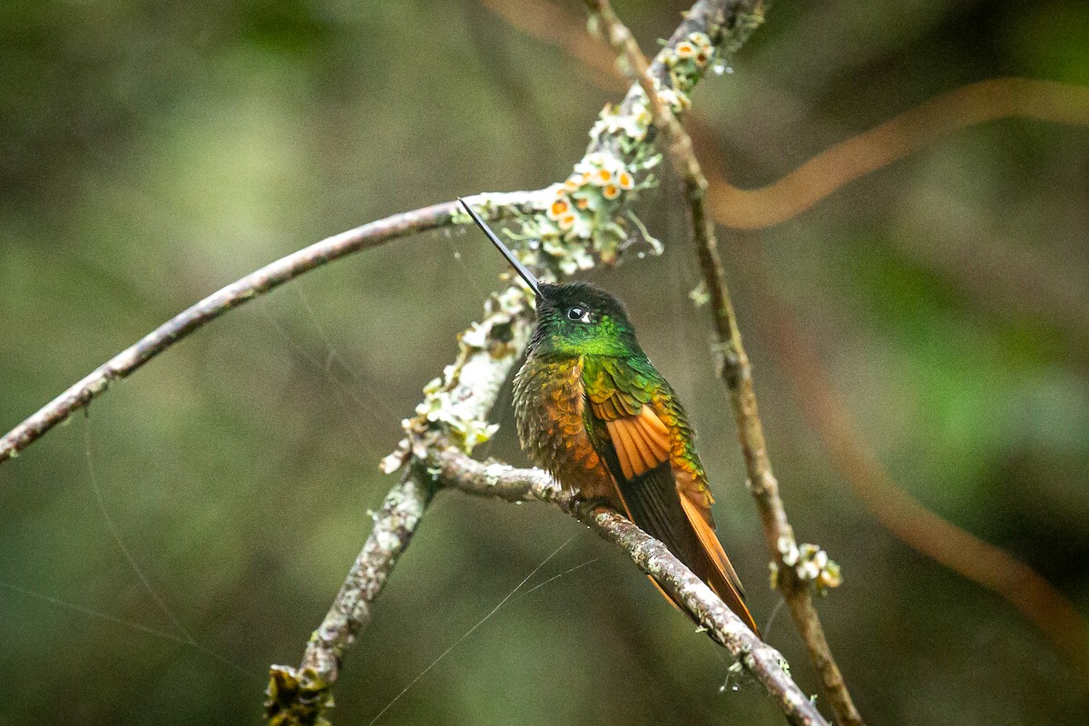 Inca de Bogotá (eos) - ML620317456