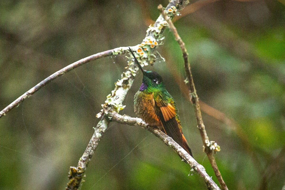 Inca de Bogotá (eos) - ML620317457