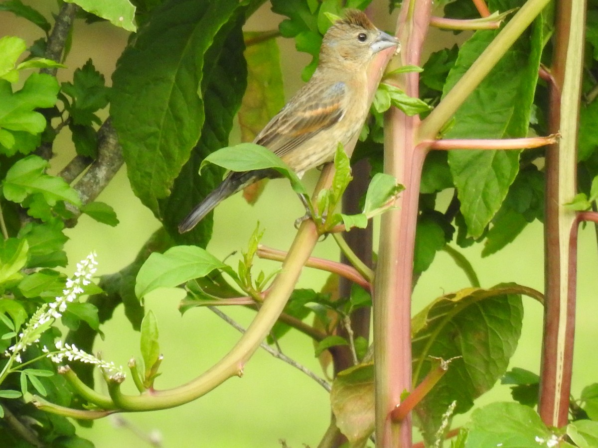 Blue Grosbeak - ML620317459