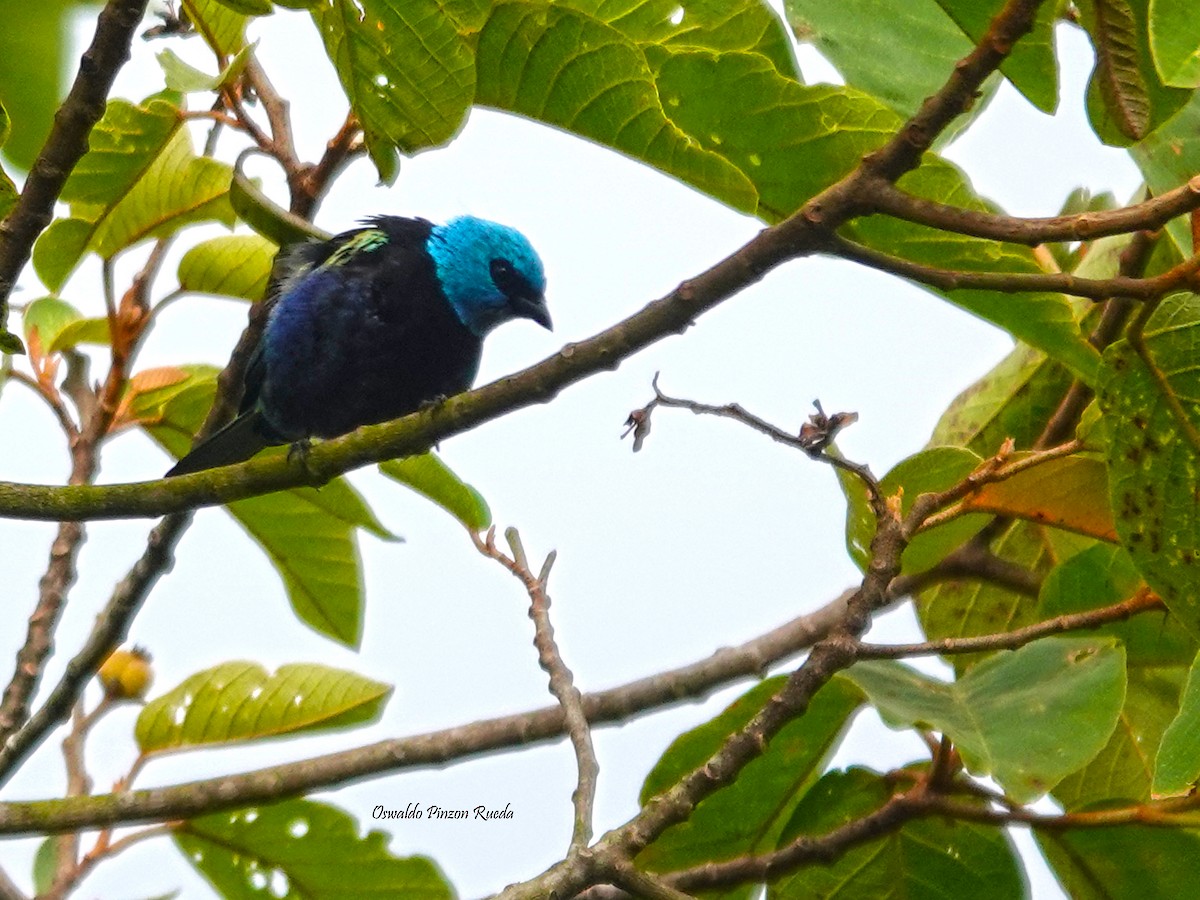 Blue-necked Tanager - ML620317463
