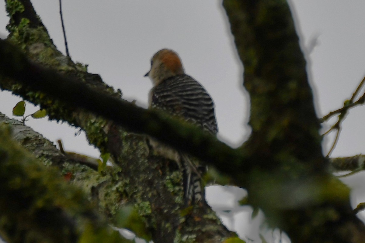 Red-bellied Woodpecker - ML620317465