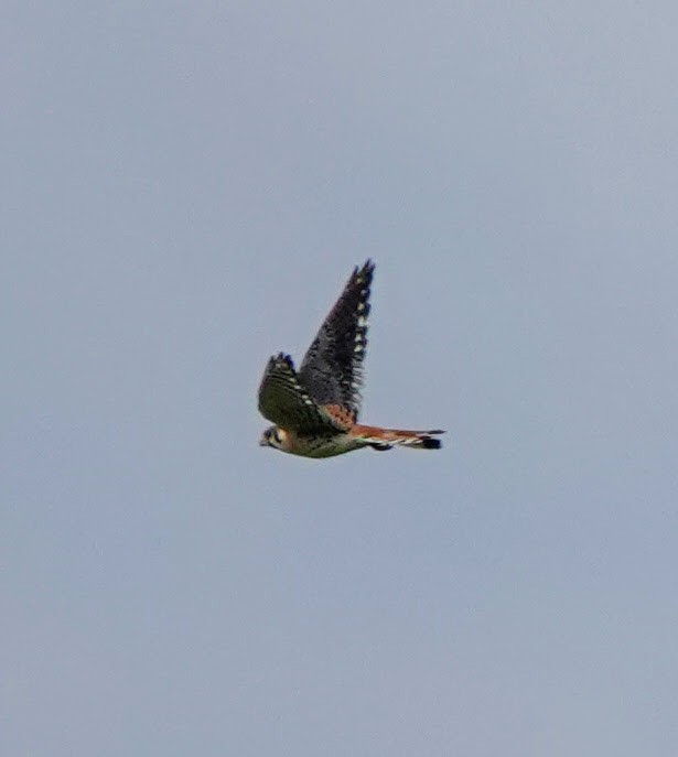 American Kestrel - ML620317471