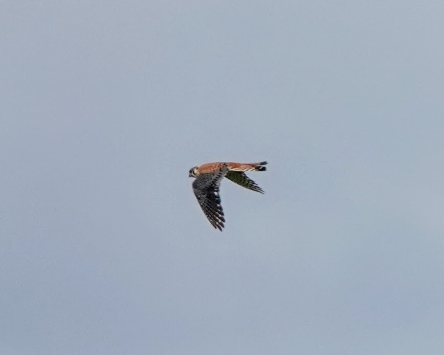 American Kestrel - ML620317472