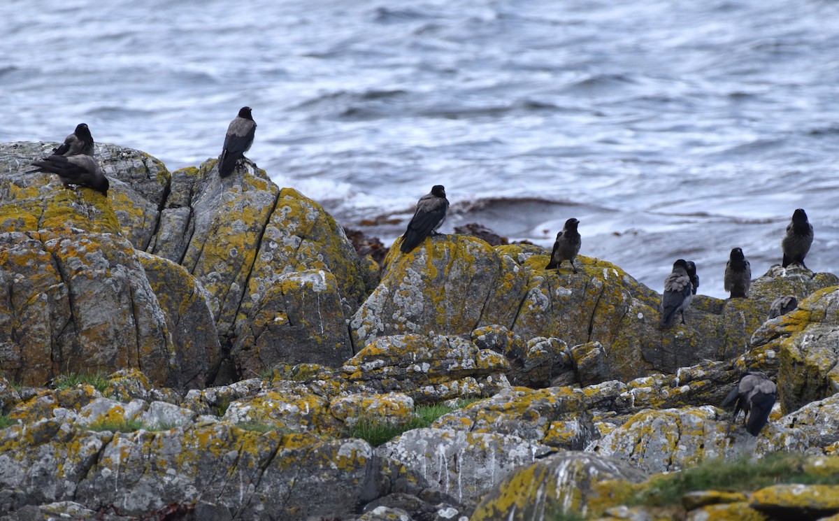 Hooded Crow - ML620317477