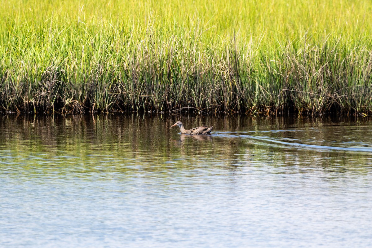 Clapper Rail - Tom Ramsey