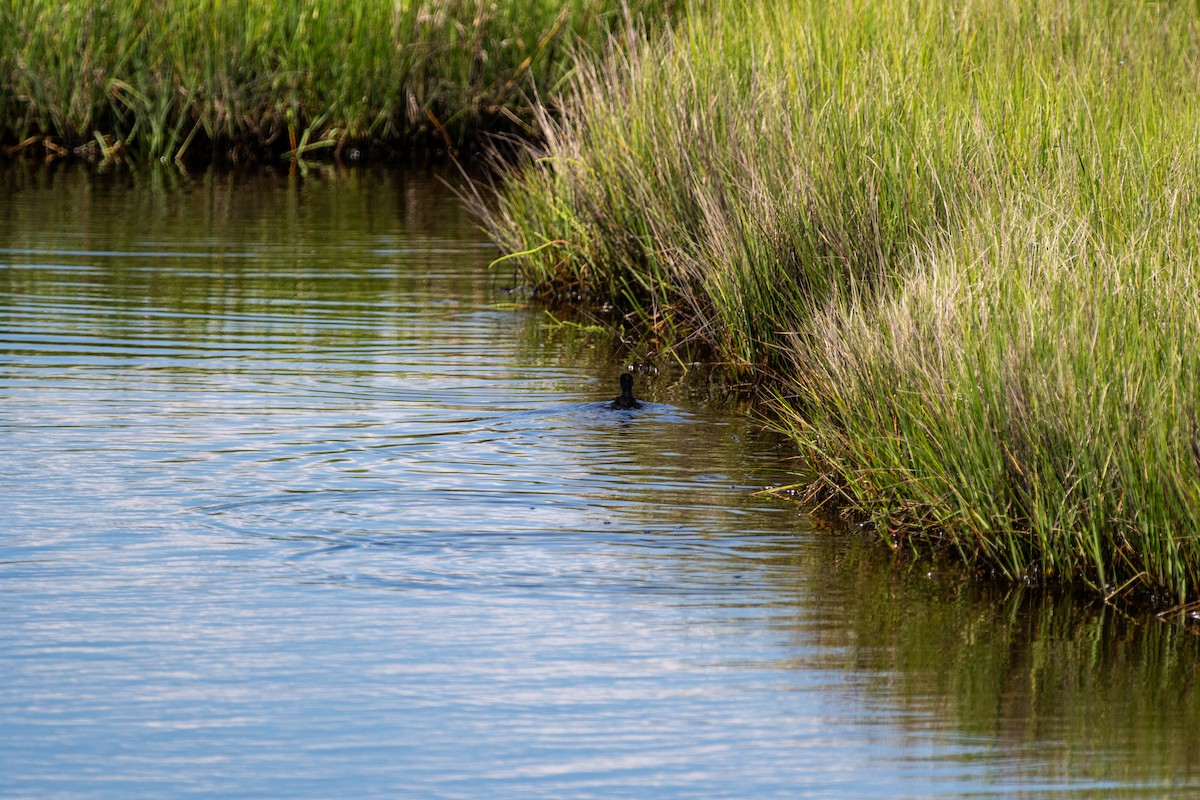 Clapper Rail - ML620317487