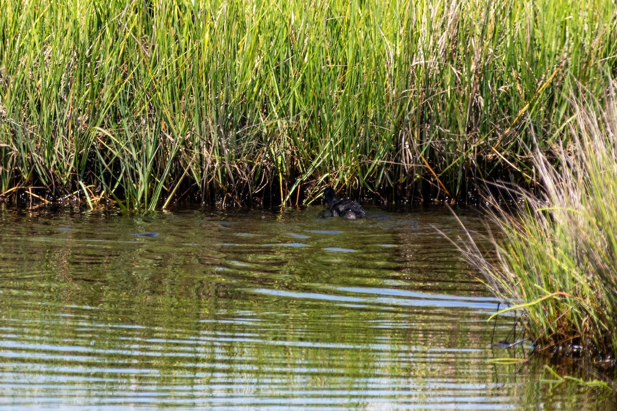 Clapper Rail - Tom Ramsey