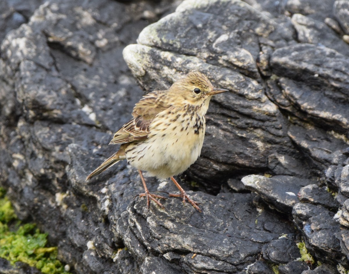 Meadow Pipit - ML620317489