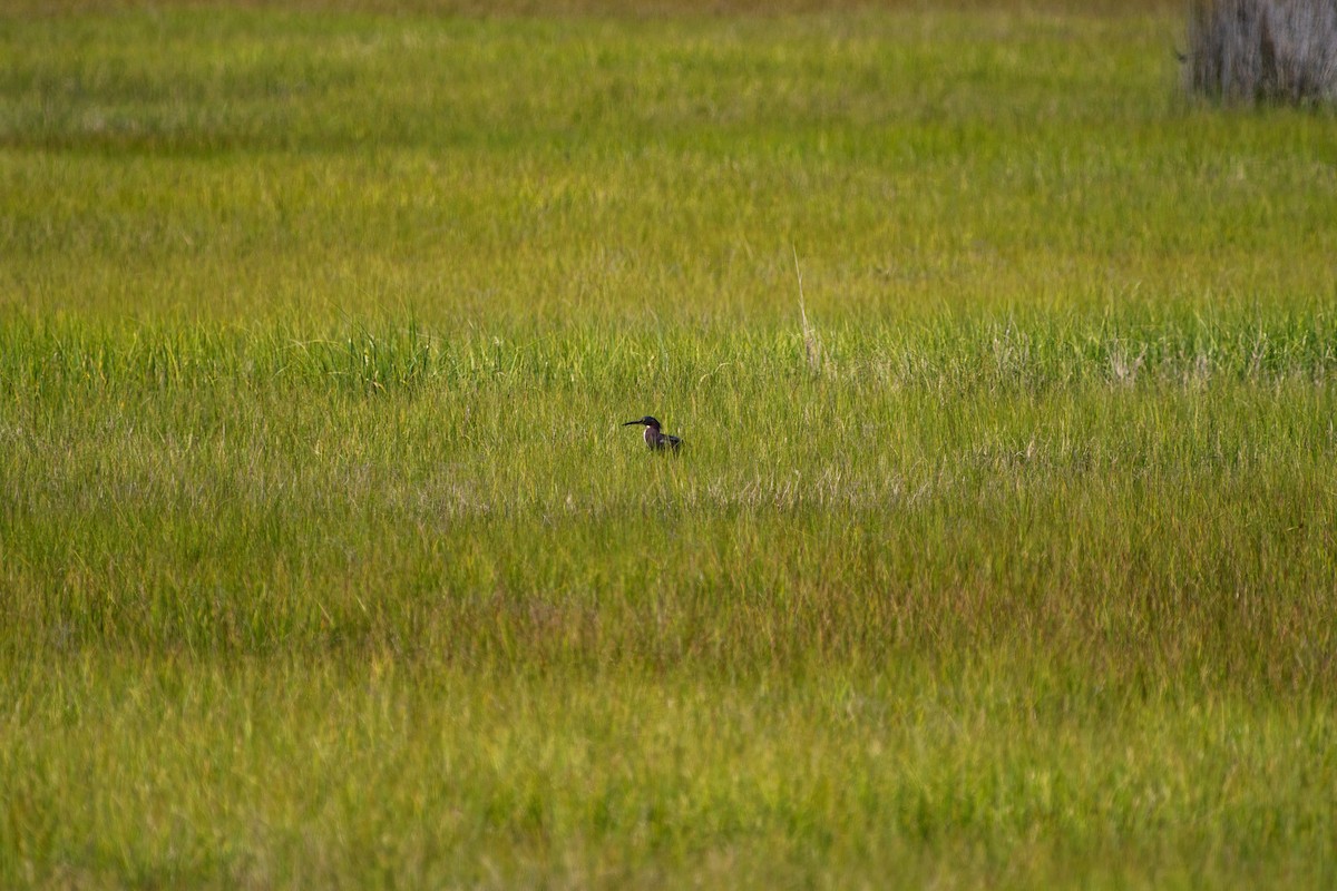 Green Heron - ML620317490