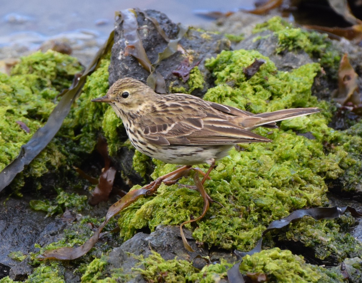 Meadow Pipit - ML620317491