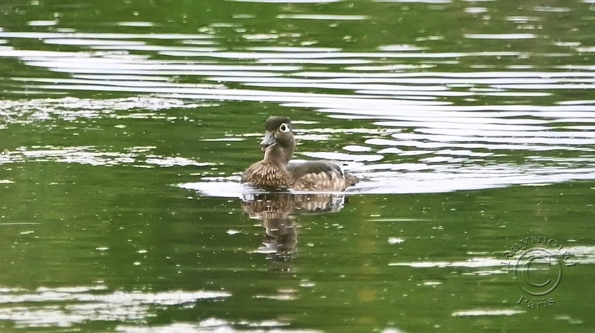 Wood Duck - ML620317492