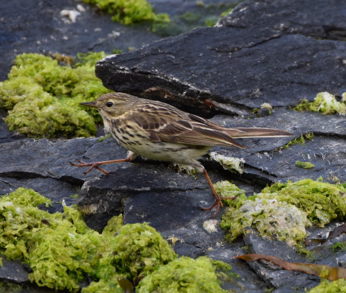 Meadow Pipit - ML620317498