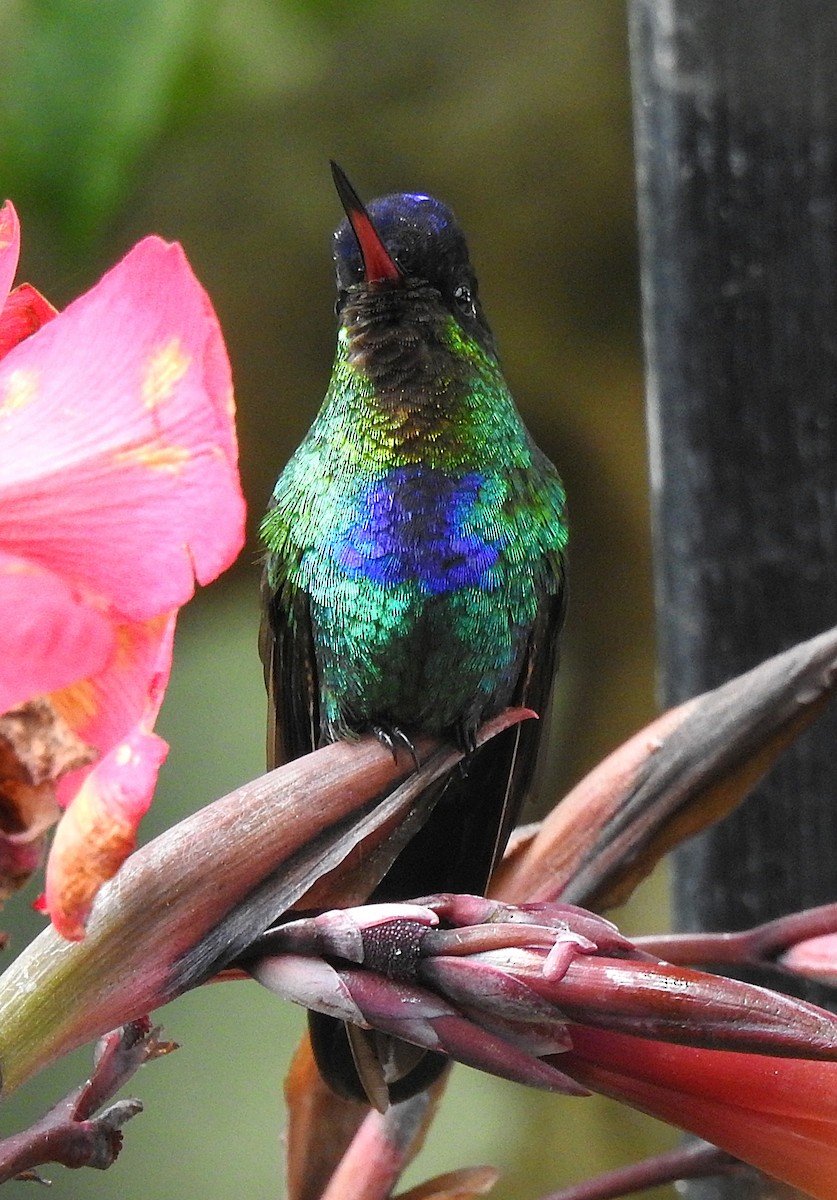 Fiery-throated Hummingbird - ML620317510