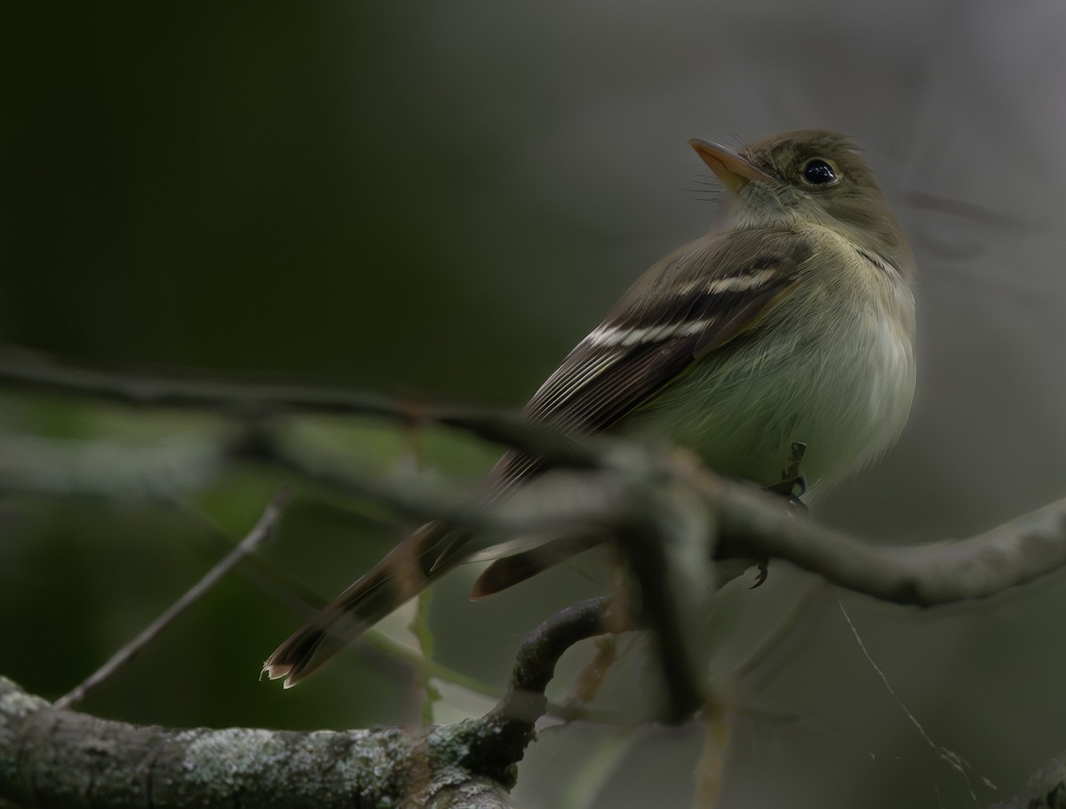 Acadian Flycatcher - ML620317519