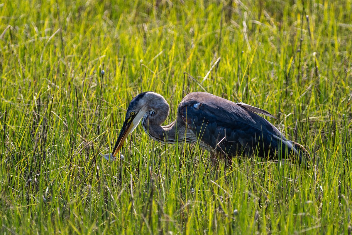 Great Blue Heron - ML620317524