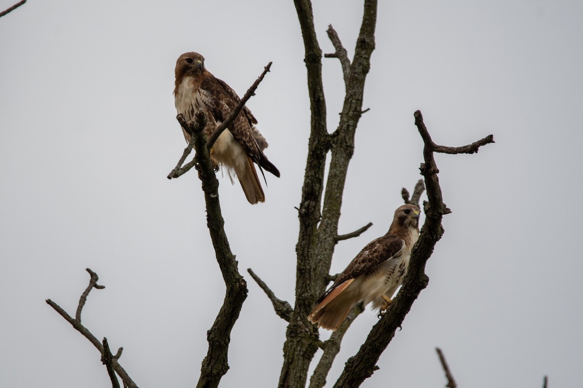 Red-tailed Hawk - ML620317531