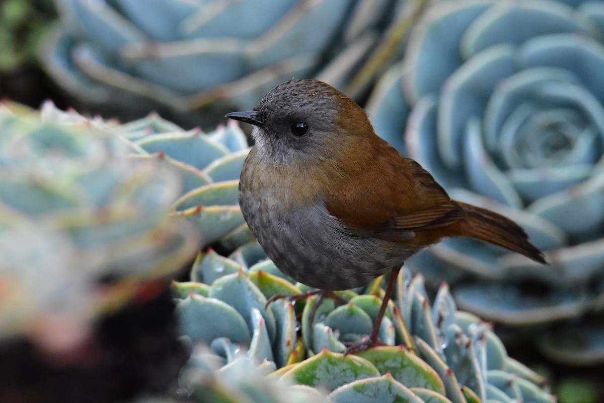 Black-billed Nightingale-Thrush - ML620317532