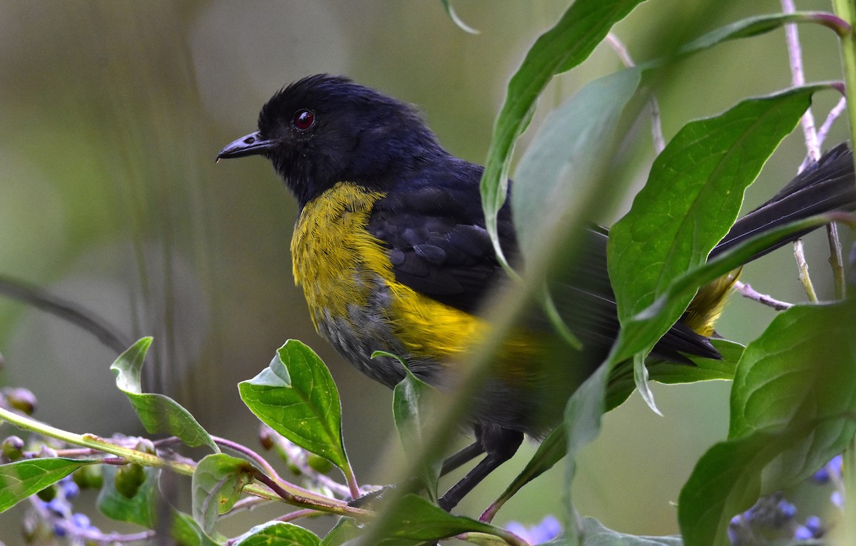 Black-and-yellow Silky-flycatcher - ML620317535
