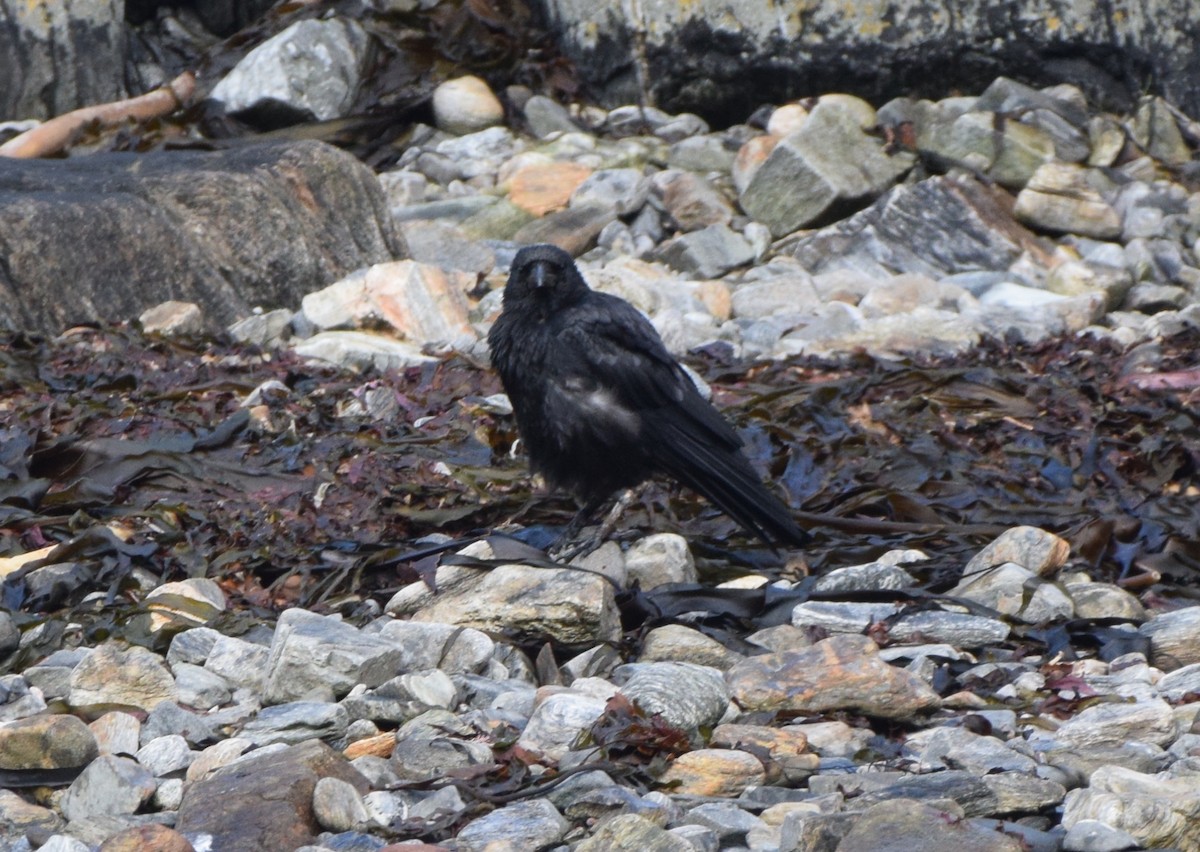 crow/raven sp. - ML620317539