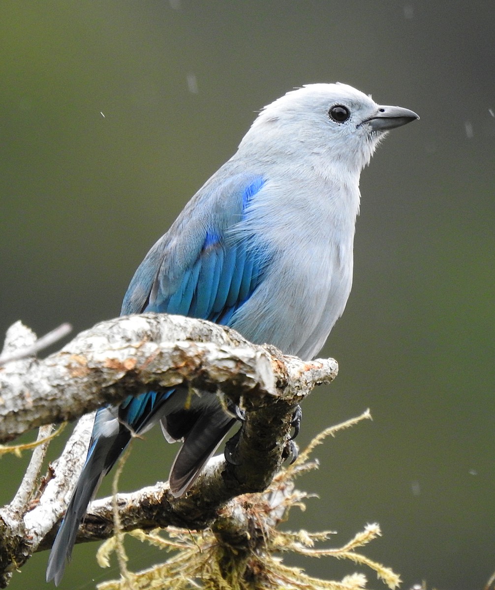 Blue-gray Tanager - ML620317540