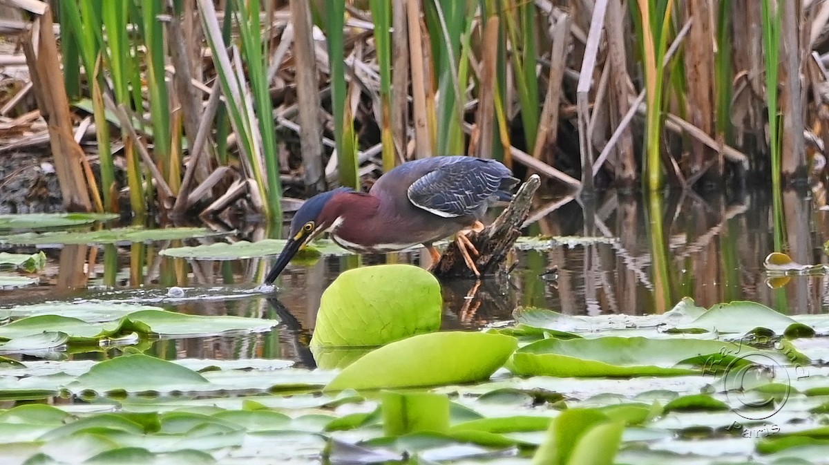 Green Heron - ML620317541