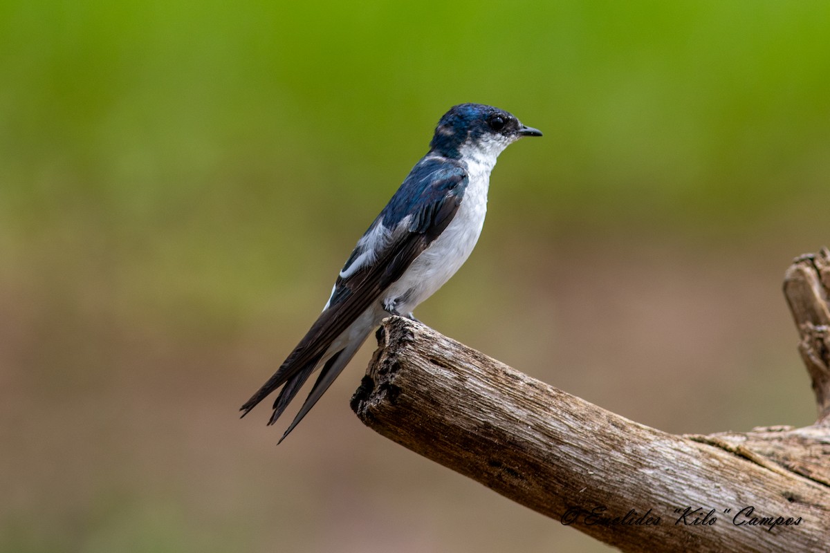 Mangrove Swallow - ML620317543