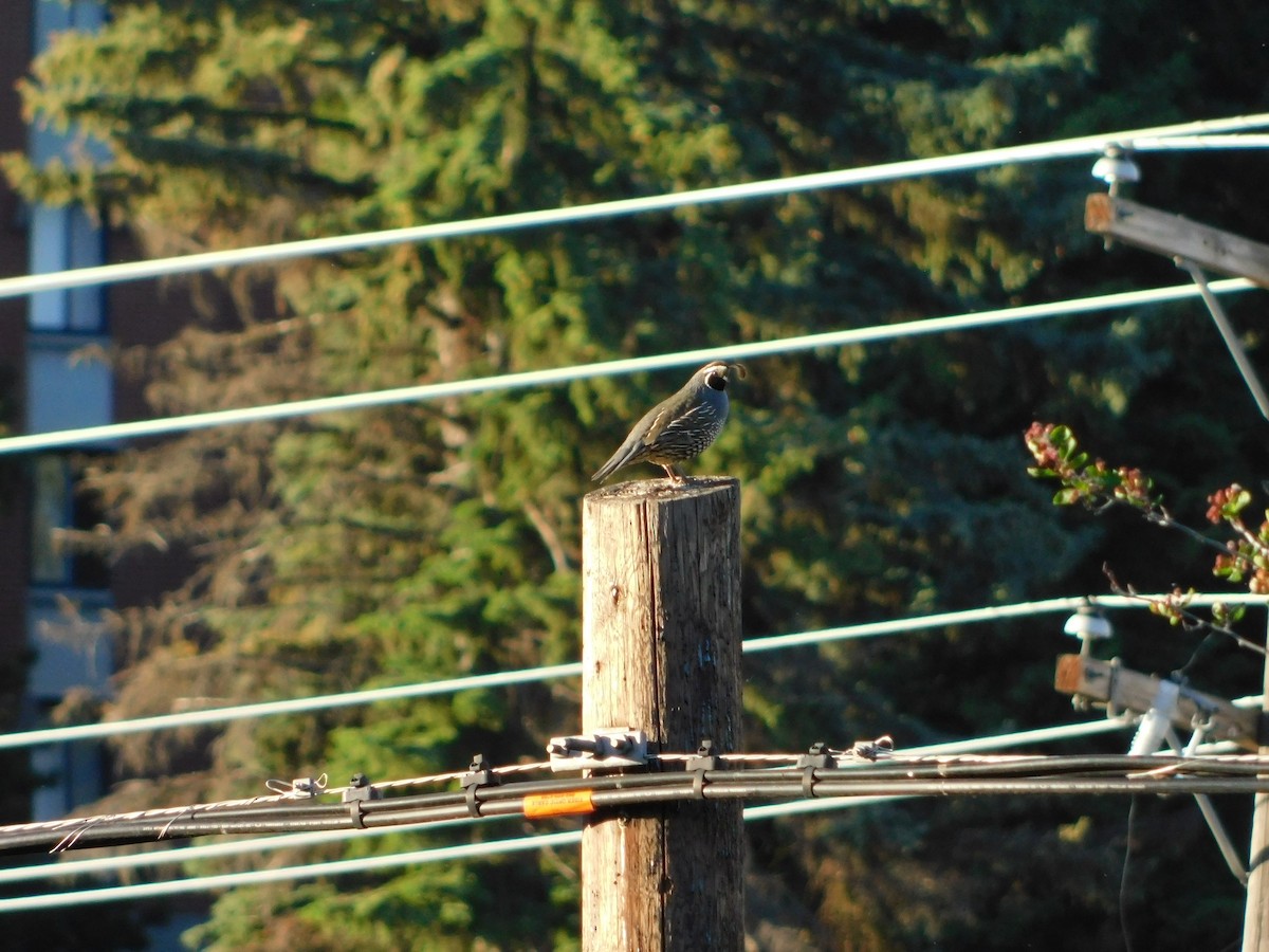 California Quail - ML620317544