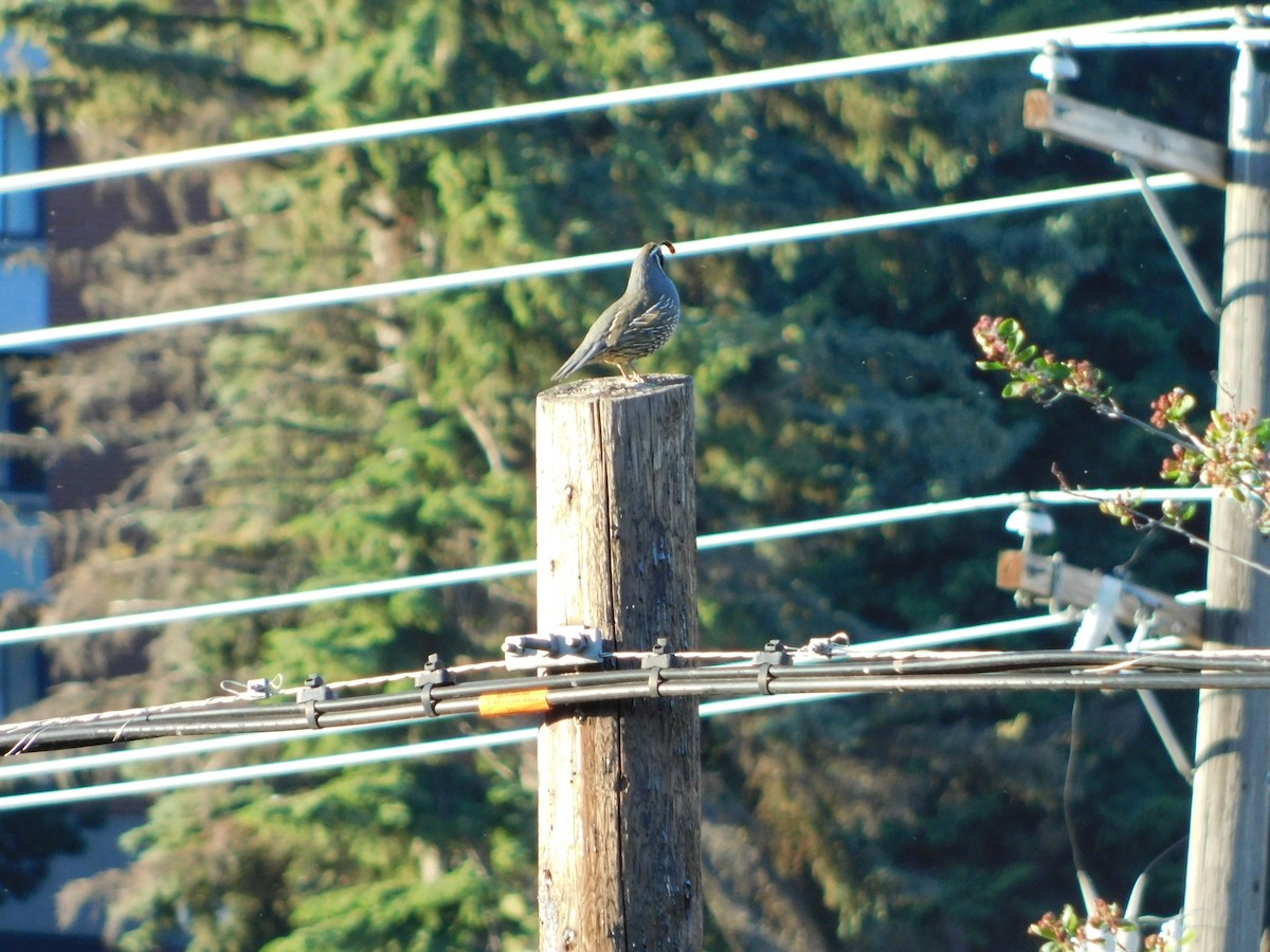 California Quail - ML620317547