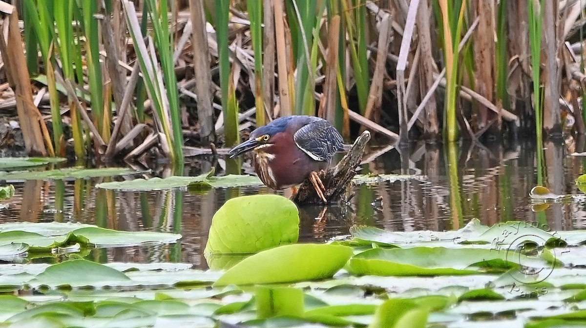 Green Heron - ML620317552