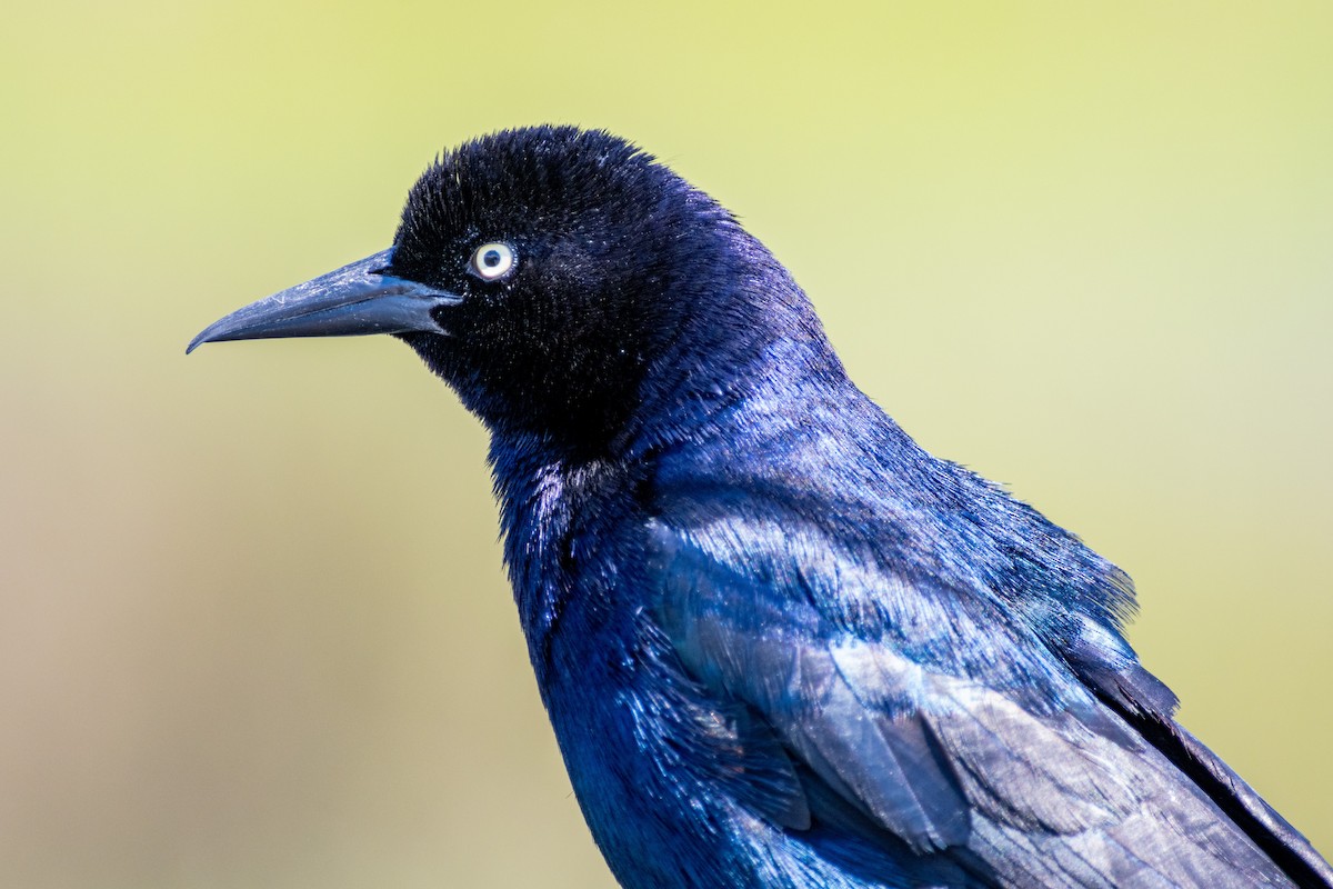 Boat-tailed Grackle - ML620317554