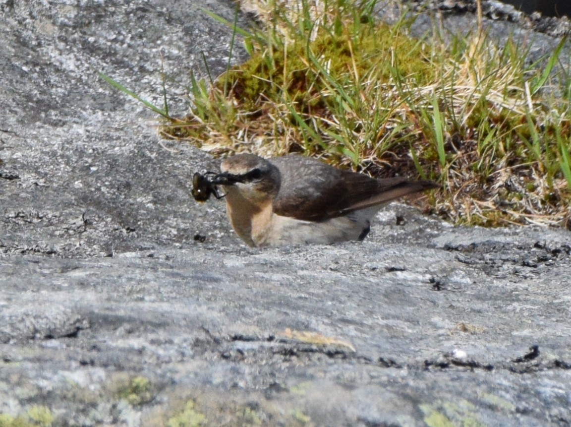 ハシグロヒタキ（oenanthe／libanotica） - ML620317555