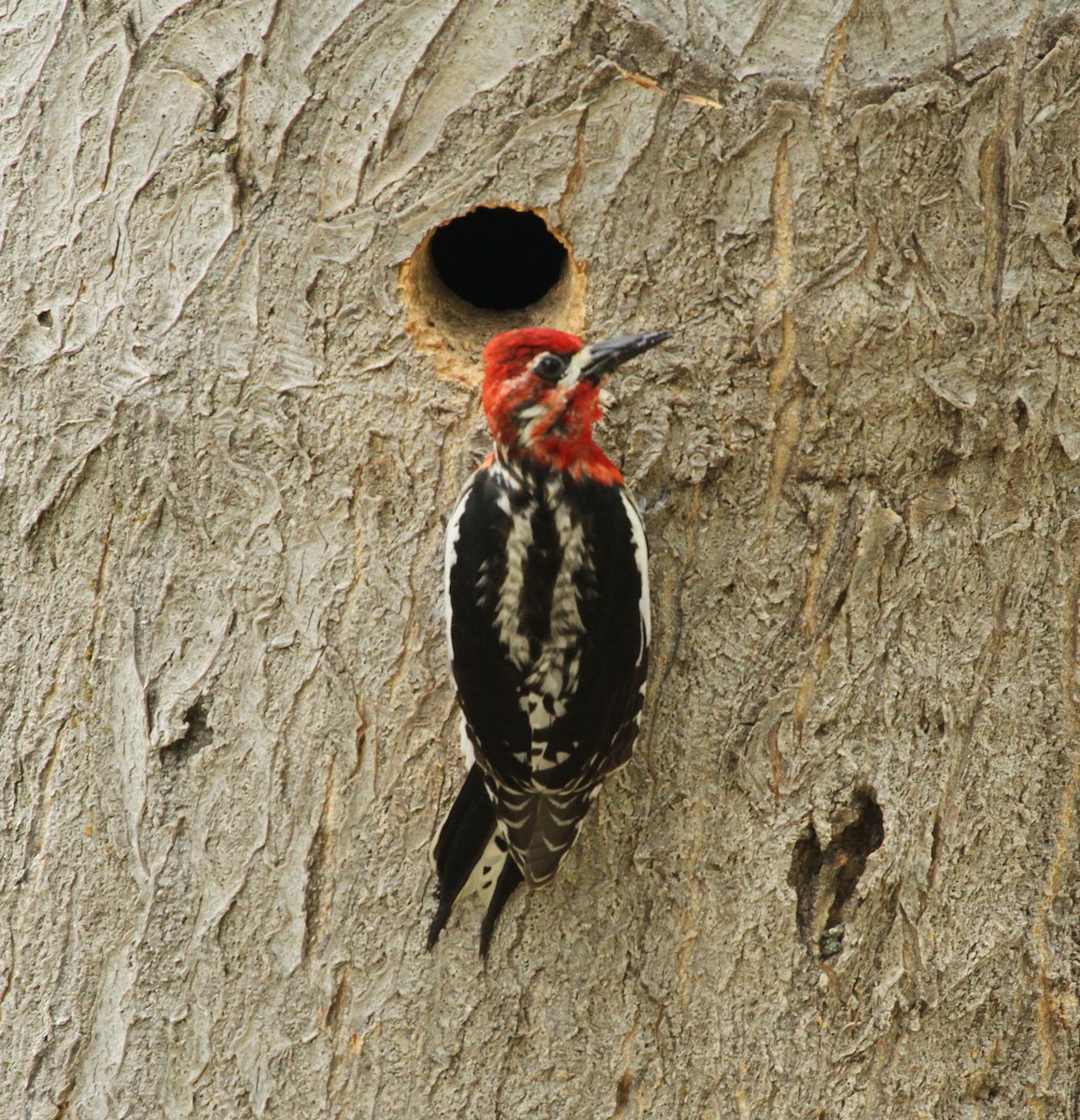 Red-naped x Red-breasted Sapsucker (hybrid) - ML620317558