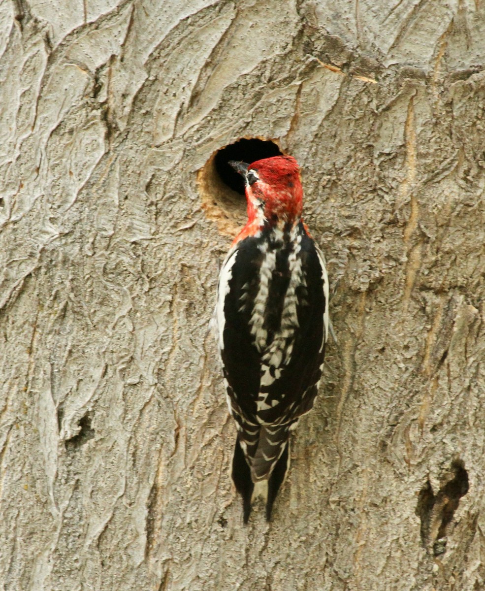 Red-naped x Red-breasted Sapsucker (hybrid) - David  Irons