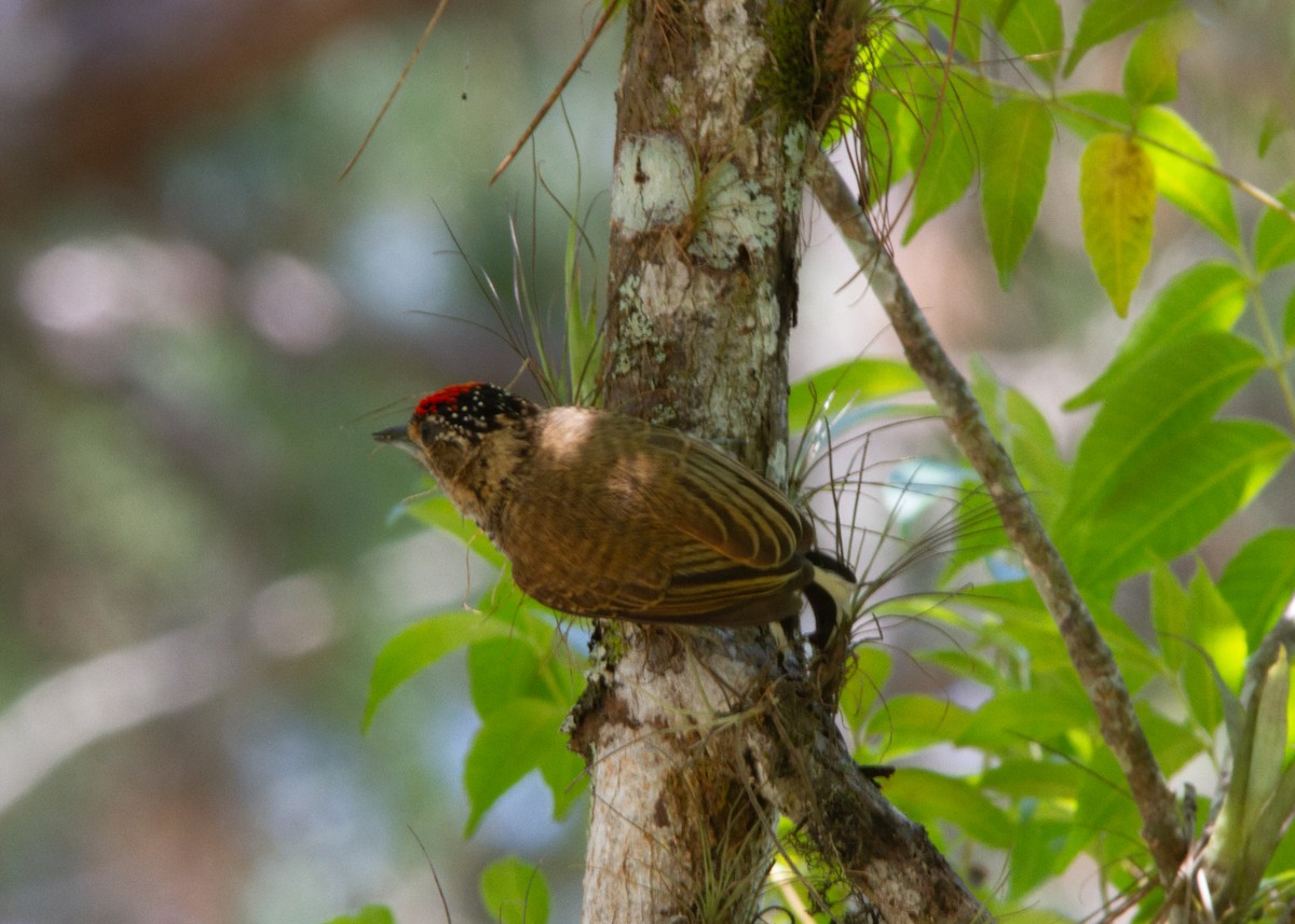 White-barred Piculet - ML620317560