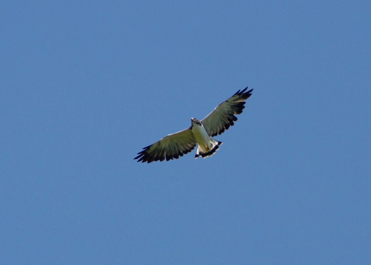 White-tailed Hawk - ML620317562