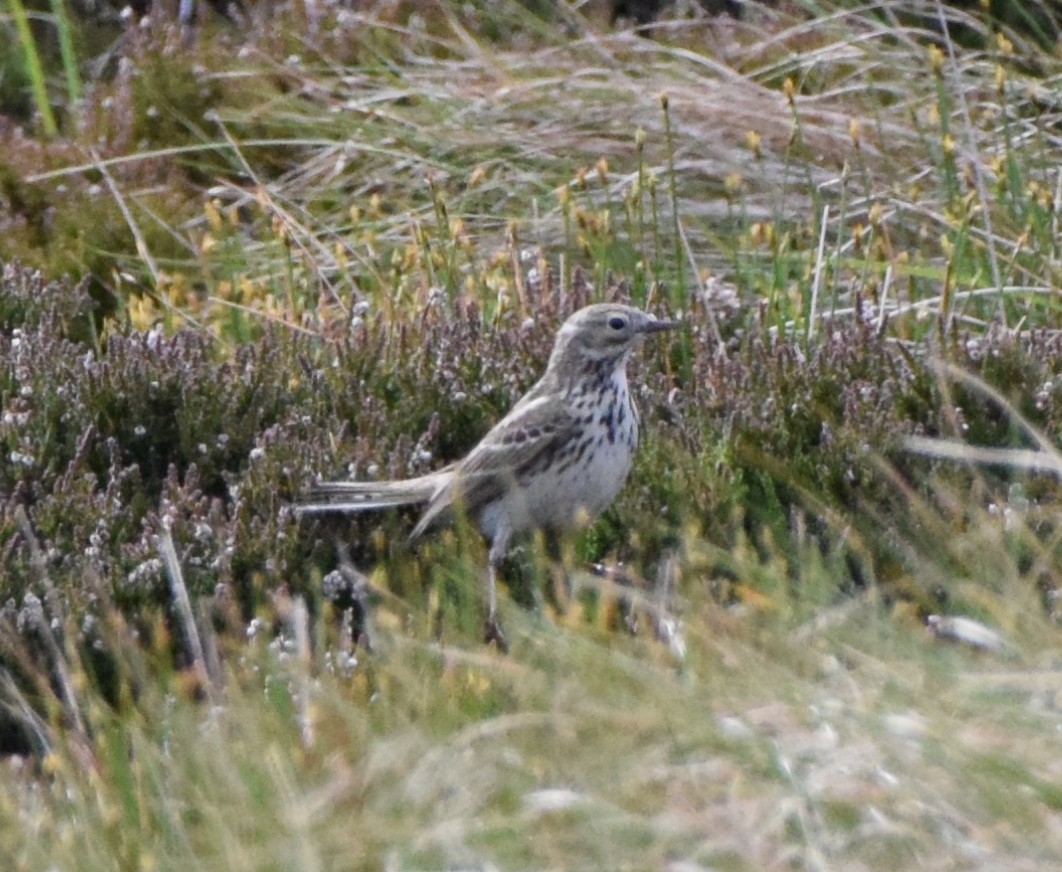 Meadow Pipit - ML620317587