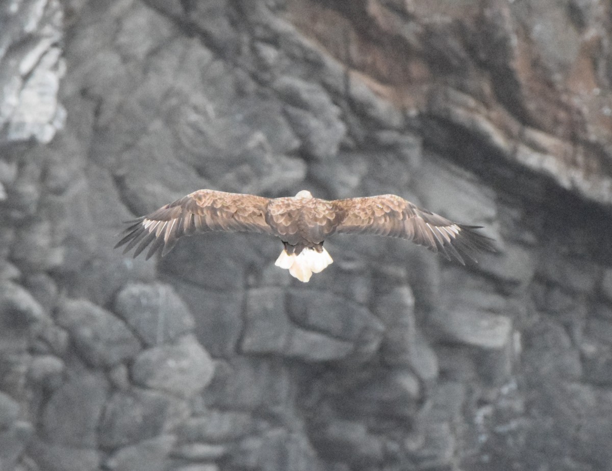 White-tailed Eagle - ML620317594