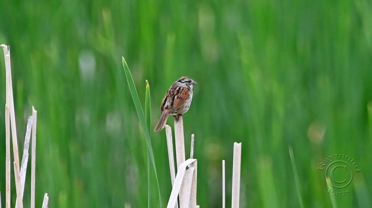 Swamp Sparrow - ML620317595