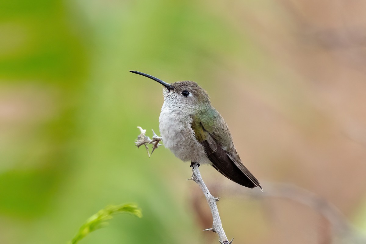 Spot-throated Hummingbird - Thibaud Aronson