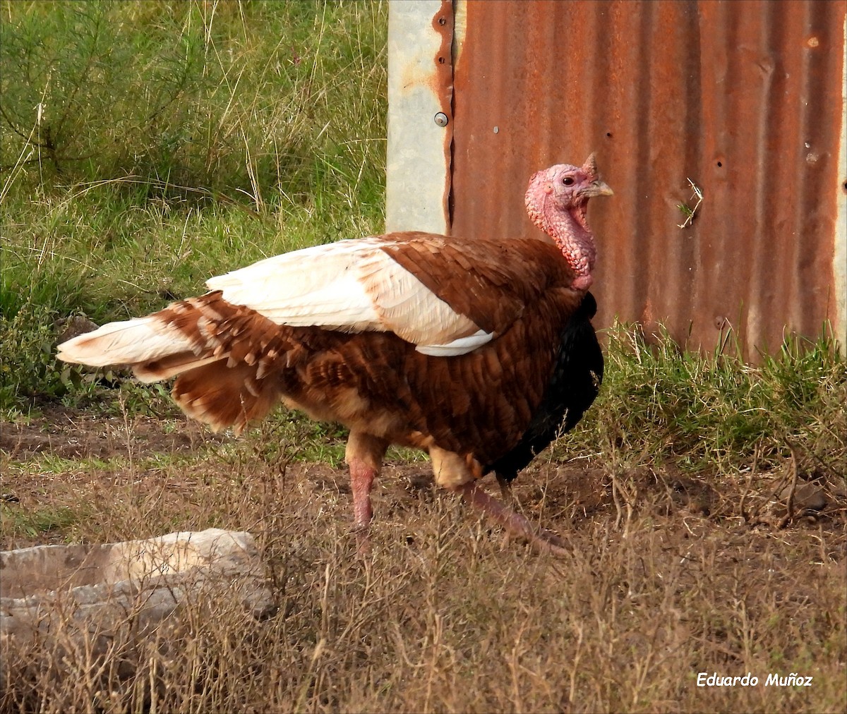 Wild Turkey (Domestic type) - ML620317626