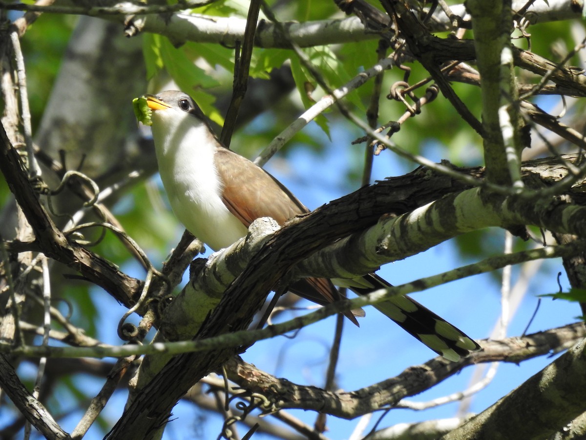 Yellow-billed Cuckoo - James Bolte