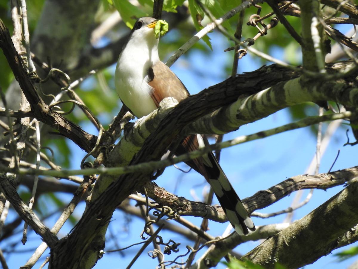 Yellow-billed Cuckoo - James Bolte