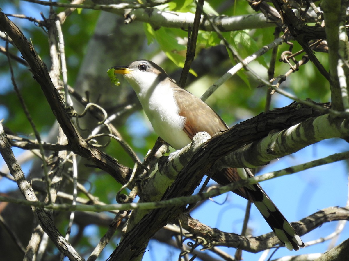 Yellow-billed Cuckoo - ML620317636